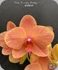 Phal. Charming Fortune 1357